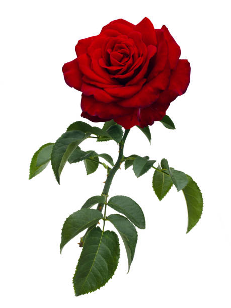 istock Dark red rose with green leaves isolated on white 1935252232