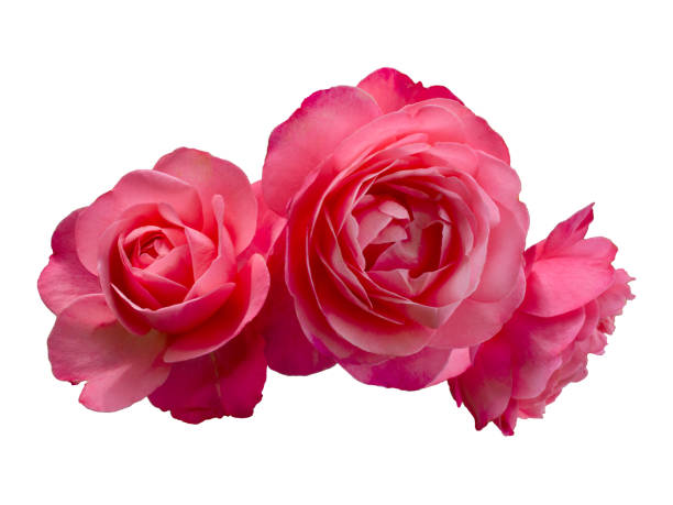 Macro close up of a rose flower