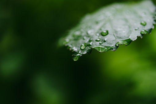 Close-up background image of green leaves with rain drops