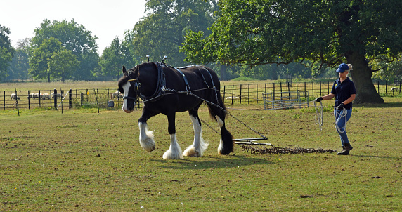 Arrington, Cambridgeshire, England - September 16, 2023: Shire Horse Walking with Female Handler in Contryside.