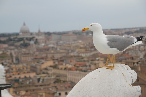 Closeup of a white seagull perched on top of a gargoyle, looking at the views of the city of Rome in the background, Italy