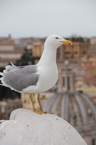 Closeup of a white seagull perched on top of a gargoyle, looking at the views of the city of Rome in the background, Italy