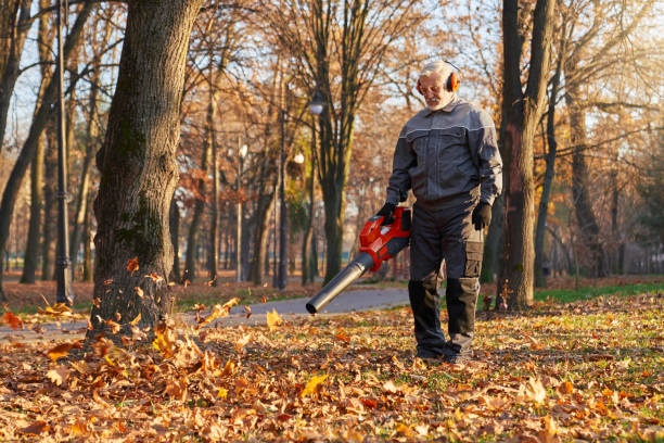 istock Senior man working with leaf blower equipment in autumn. 1935282516