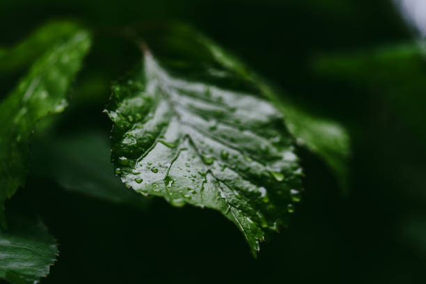 Close-up background image of green leaves with rain drops