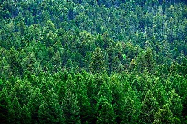istock Lush Green Pine Forest Forrest of Trees in Wilderness Mountains 1935286218