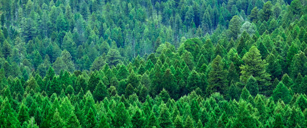 istock Lush Green Pine Forest Forrest of Trees in Wilderness Mountains 1935286221