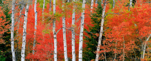 istock Aspen Birch Trees in Autumn Falls with White Trunks Foliage Forest 1935286751