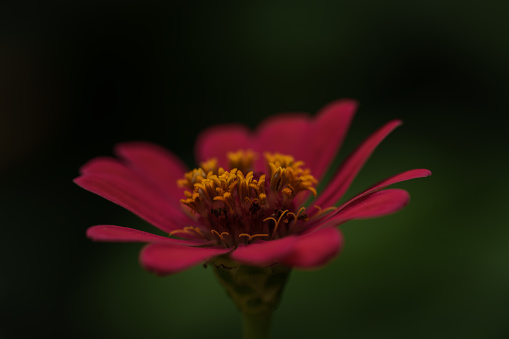 Native to Mexico, species of the genus Dahlia grow naturally in areas free of frost.  However, gardeners around the world have learned to remove their tubers from the ground in winter and store them in cool but frost-free conditions.  Related to the sunflower, members of the Dahlia genus display blooms that are both exquisite and varied.