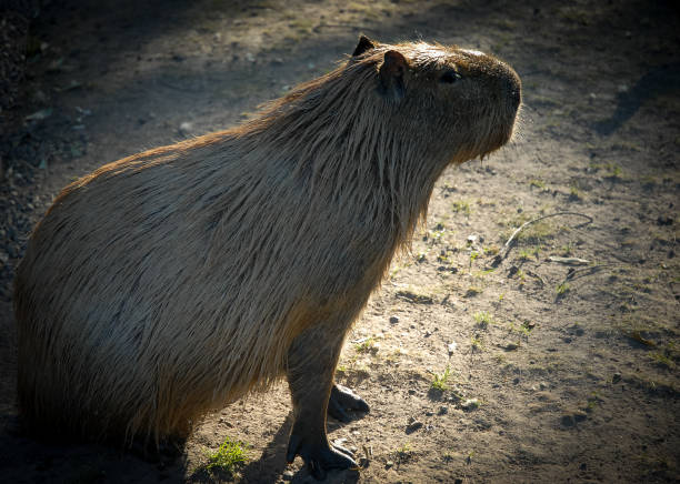 istock Rodent capivara in the wild 1935297785