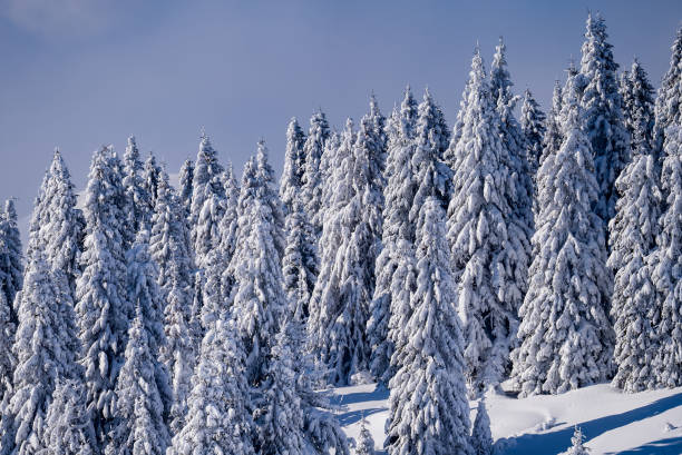 istock Landscape with fir trees laden with snow in winter 1935301450