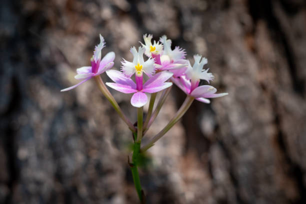 istock Organically grown orchids in a home garden 1935315647