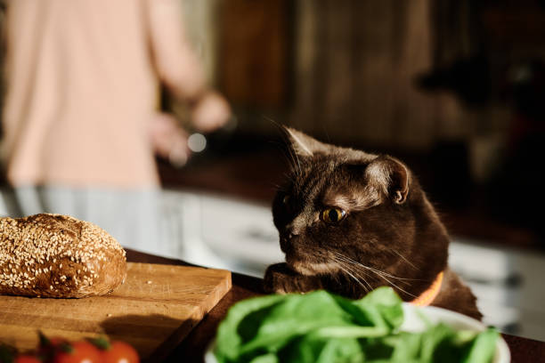istock Cute cat looking at fresh homemade bread 1935317223