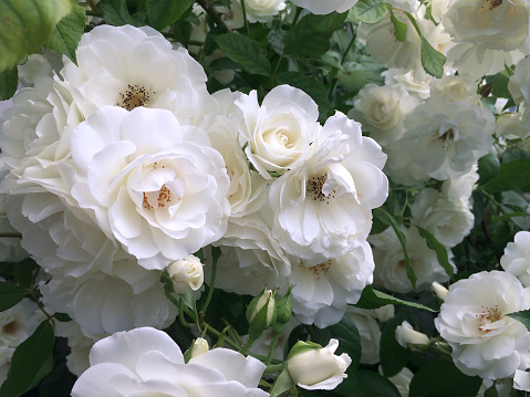 Large bush with white roses in the garden.