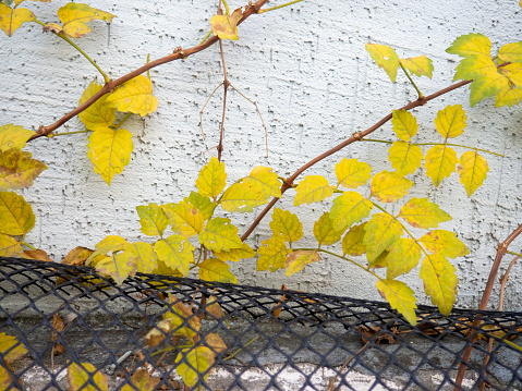 Ivy with yellow leaves on the wall. Nature and city. Plant against the background of a wall. Background from asthenia and concrete.
