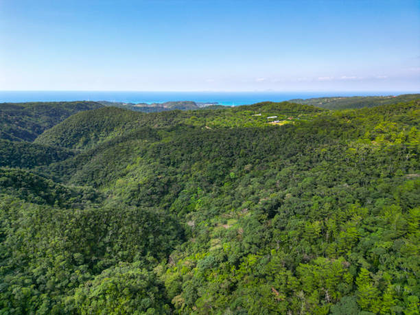 yambaru rainforest in northern okinawa, japan.