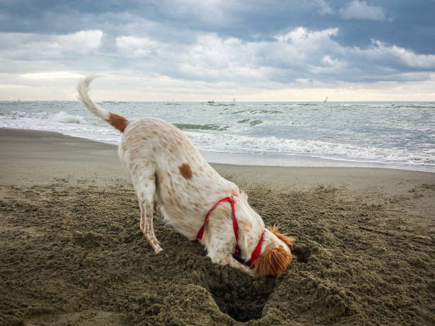 Young cute Épagneul breton dog having fun digging a hole on a sandy beach