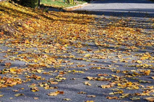 istock Leaves on the Street 1935346867