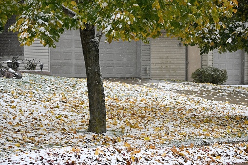 Snowing on fallen leaves at the end of October.