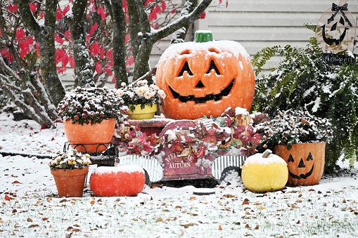 Snow falling on jack-o-lanterns and flowers in the yard.