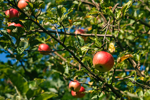 Low hanging ripe fruits on a tree before harvesting