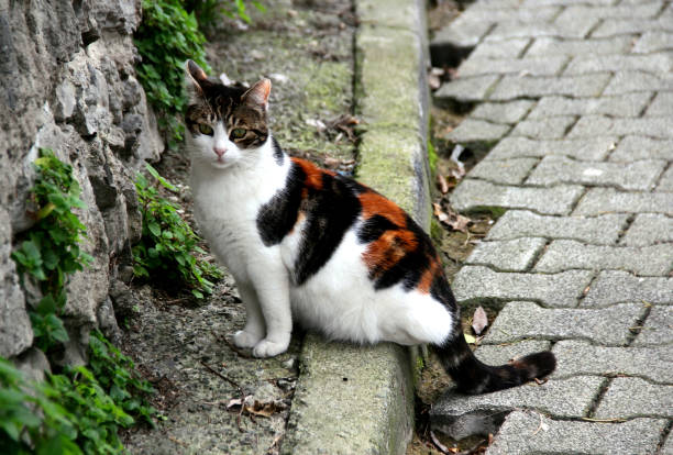 istock A tricolor tabby cat sits on the sidewalk 1935350513
