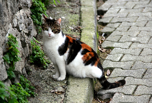 A tricolor tabby cat sits on the sidewalk and looks into the camera lens