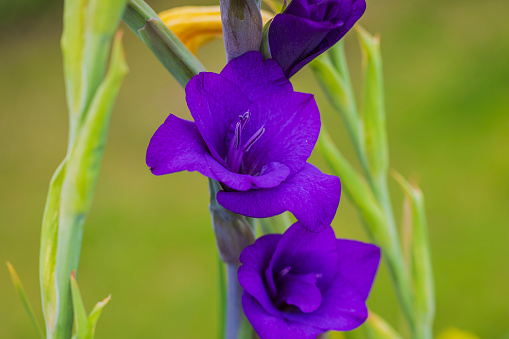 Close-up of blooming purple gladiolus flowers.