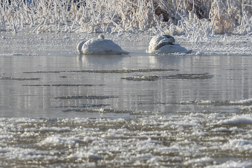 Mute swan on a frozen river.