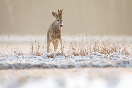 Roe deer in wintertime.