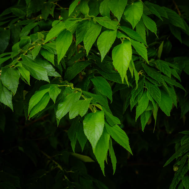 Abstract nature background with tropical leaves