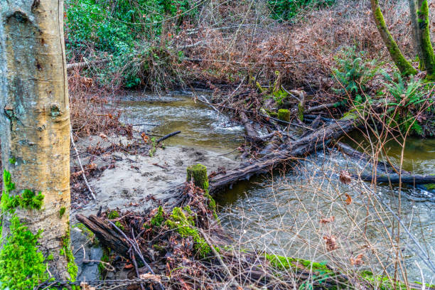 istock Landscape Des Moines Creek 3 1935353155