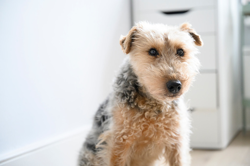 Pedigree Welsh Terrier pet dog  indoors in modern British home