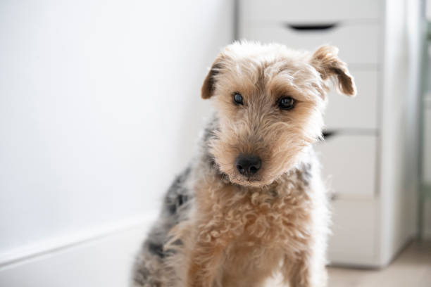 istock Welsh Terrier dog looking away 1935358738