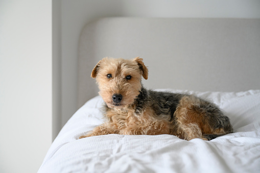 Pedigree Welsh Terrier pet dog  indoors in modern British home