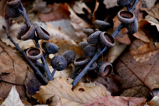 An oak tree branch with empty acorn caps is left behind by a foraging squirrel in autumn Jenningsville Pennsylvania