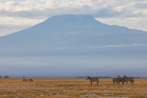istock zebra herd in front of mount Kilimanjaro 1935371987