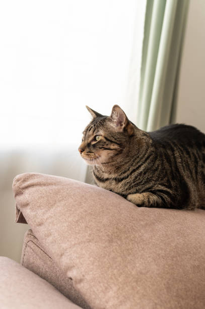 istock cat lying on the sofa at home relaxing 1935372236
