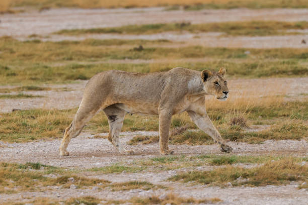 istock one single lioness in the savannah 1935373062