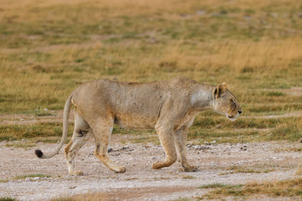 istock one single lioness in the savannah 1935373069