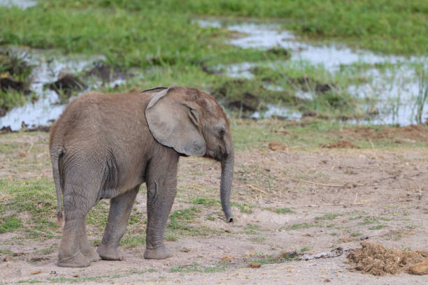 istock baby elephant in Amboseli NP 1935374147