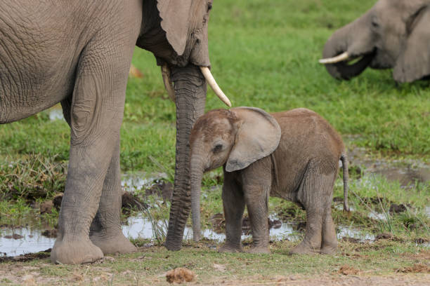 istock baby elephant with its mother 1935375209