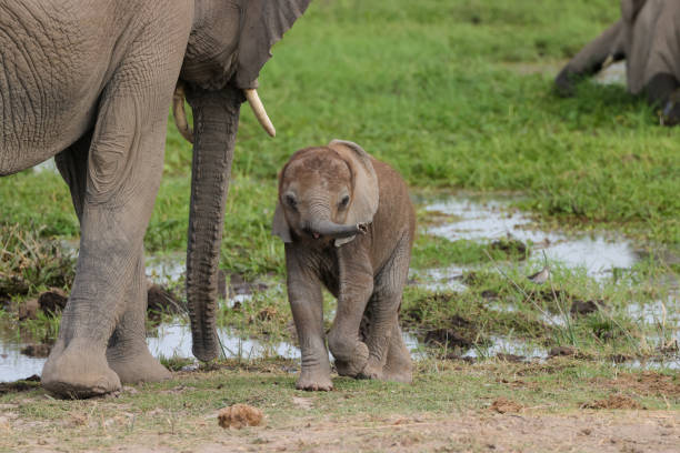 istock baby elephant with its mother 1935375211