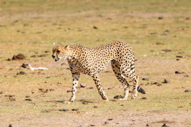 istock one single male cheetah in Amboseli NP 1935375755