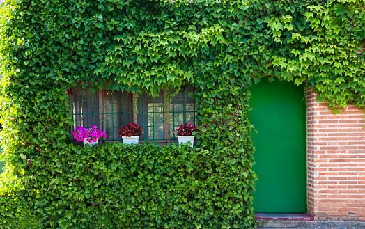 Beautiful hidden green door in Lisbon surrounded by a lush green ivy