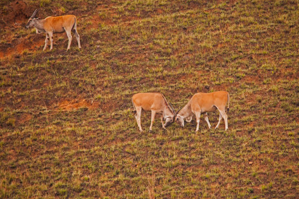 Fighting Eland (Taurotragus oryx) 15776 Two young  Eland (Taurotragus oryx) establishes dominance by playfighting in the Drakensberg South Africa. giant eland stock pictures, royalty-free photos & images