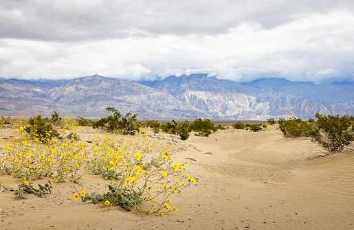 Rain-kissed arrival to Death Valley. Captivating scene unfolds at the entrance to Death Valley National Park, as rain clouds pass over an arid landscape and wild yellow desert flowers creating a rare and mystical atmosphere, with distant mountains