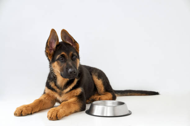 istock German shepherd puppy laying down looking in side near bowl on white background. 1935387847