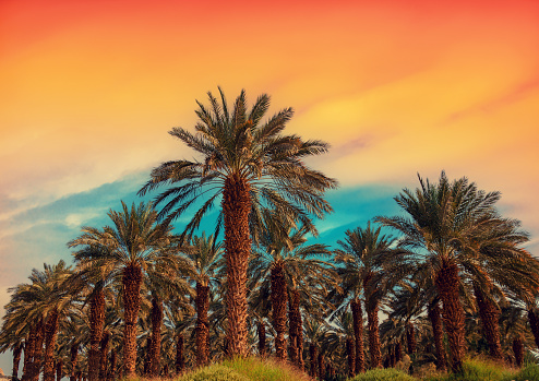 Plantation of date palms. A row of tropical palm trees against the sunset sky