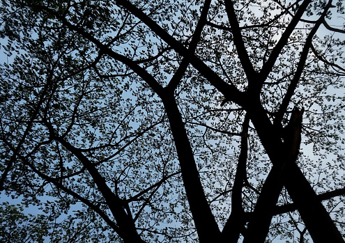 Trees And Branches