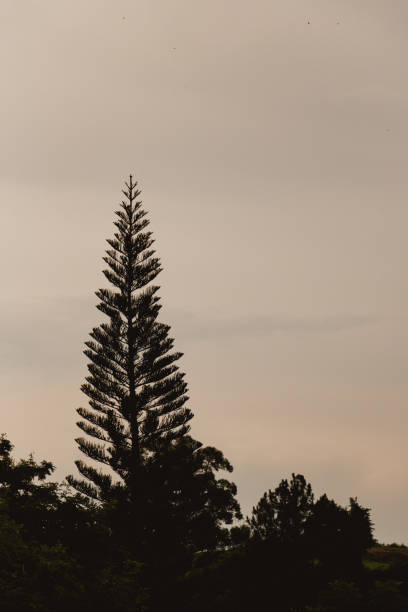 istock pine tree silhouette landscape at dusk 1935410425